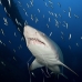 shark_tiger_sand_spar_v_0147_nca0154.jpg